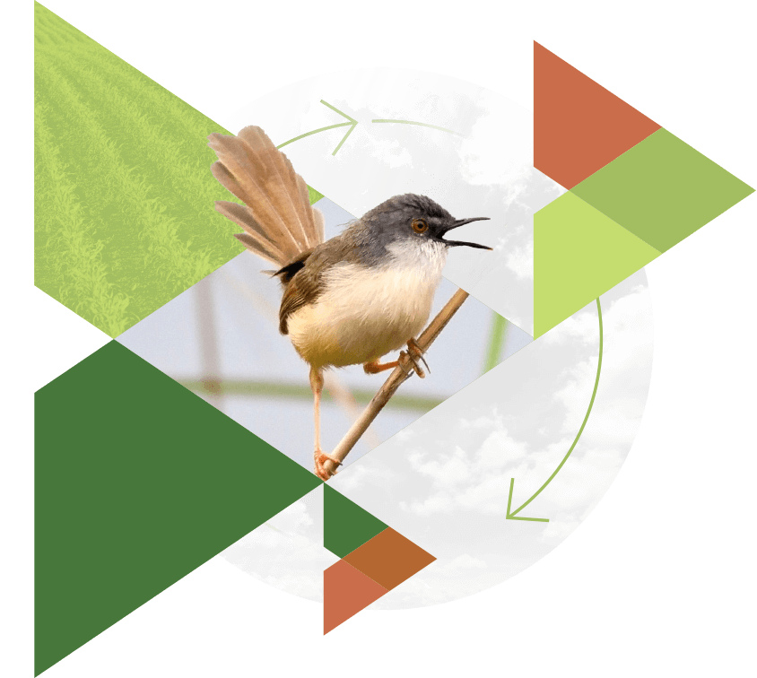 CRSC Branded Asset showing a Bird and Arrows Moving Forward